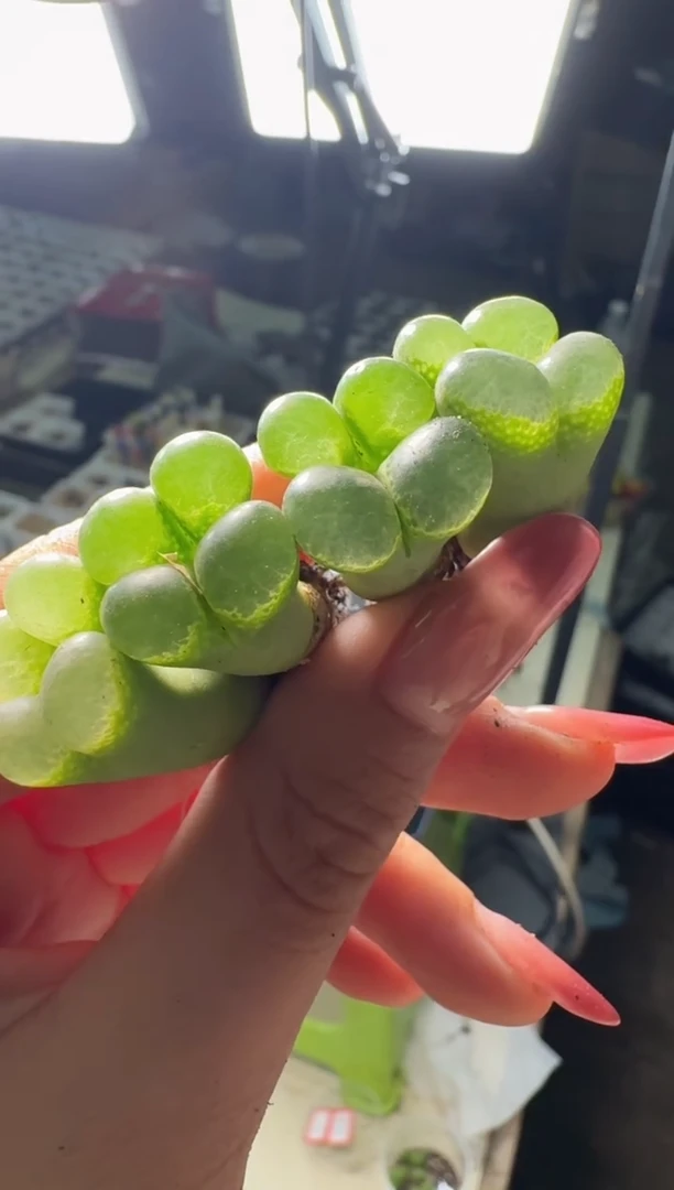 30-81多肉植物肉锥一颗