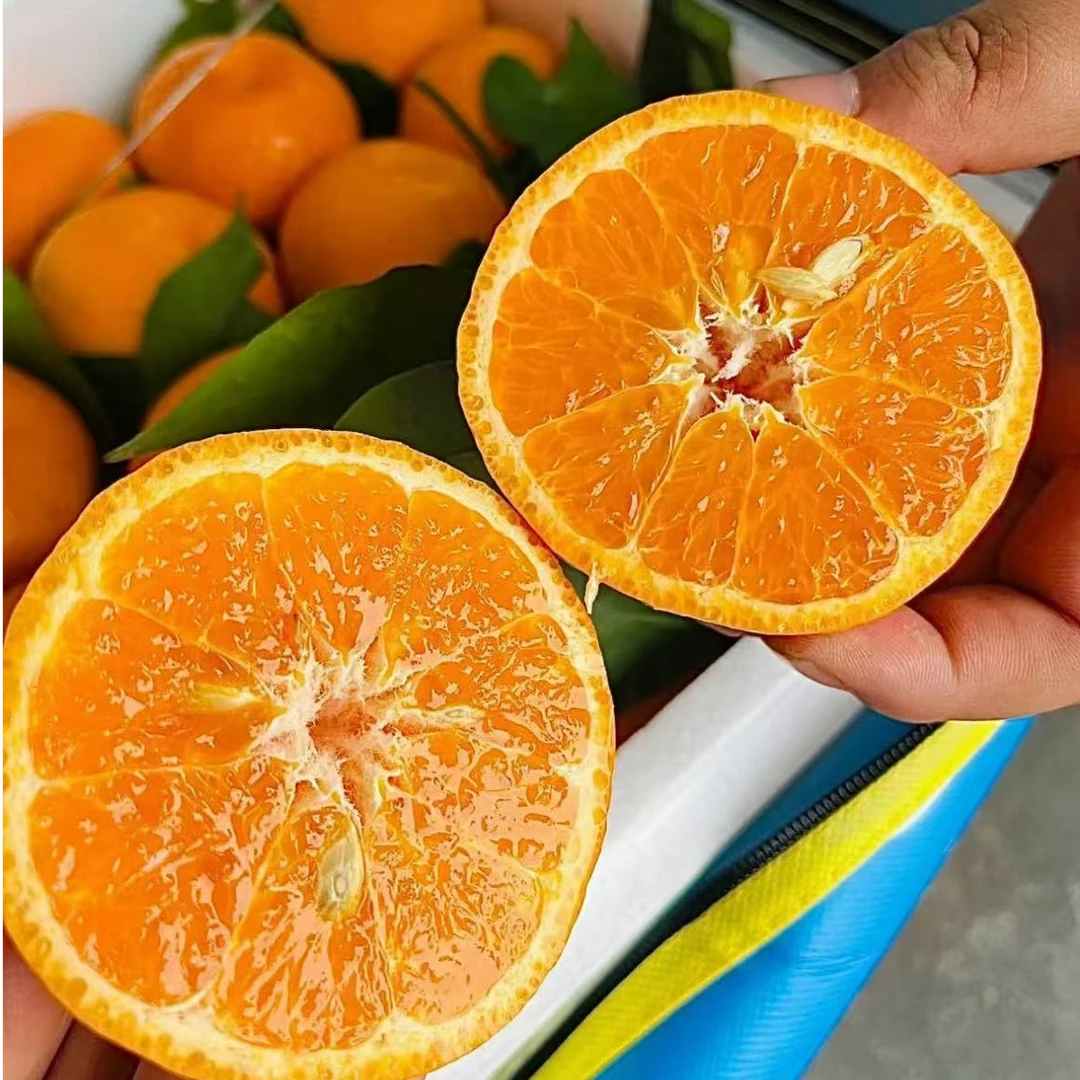 顺丰 玉龙雪山明日见冰柑香甜多汁非寸金地 净3/8斤左右  仅南京