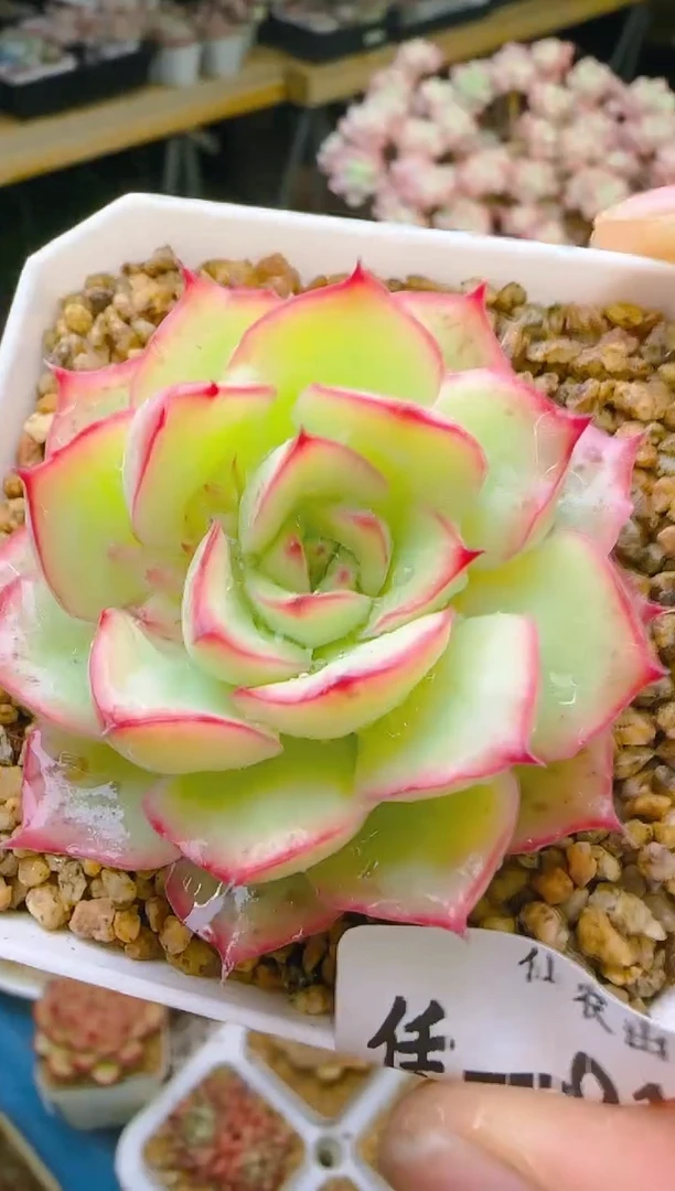 【闪购商品】凭—916—仙农（织荷）