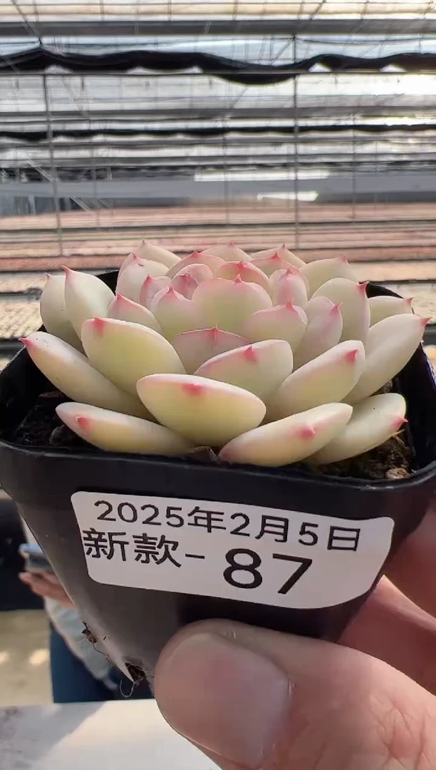 【闪购商品】新款多肉-87