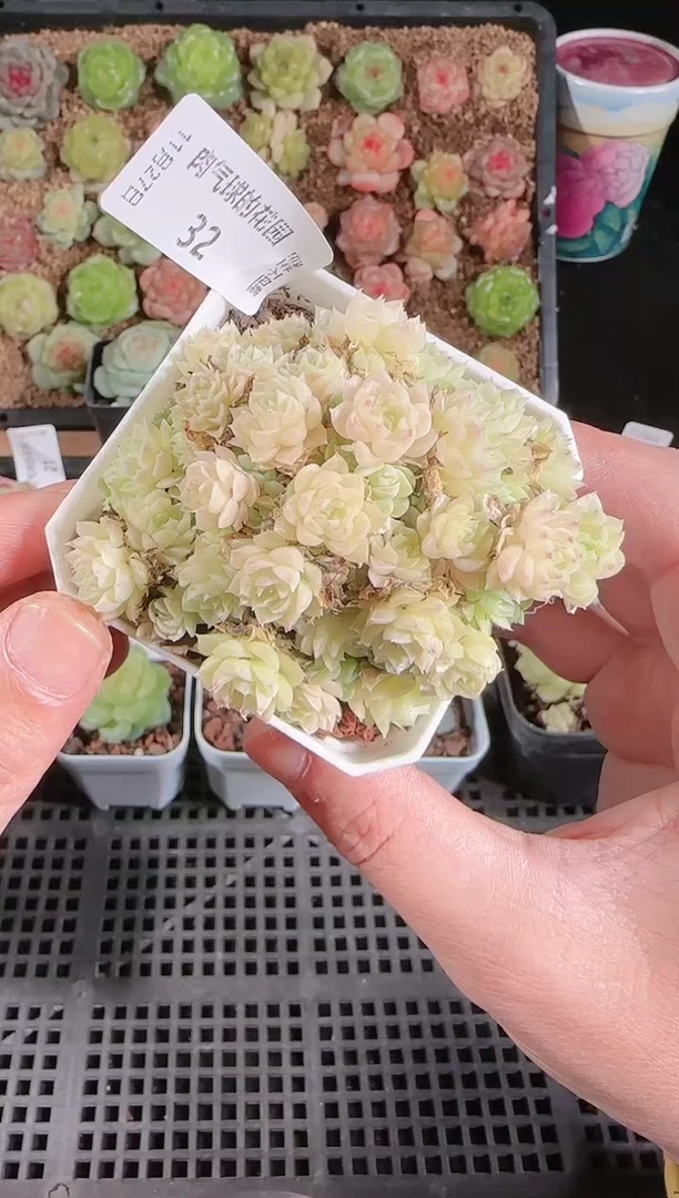 1127-32群生不包整