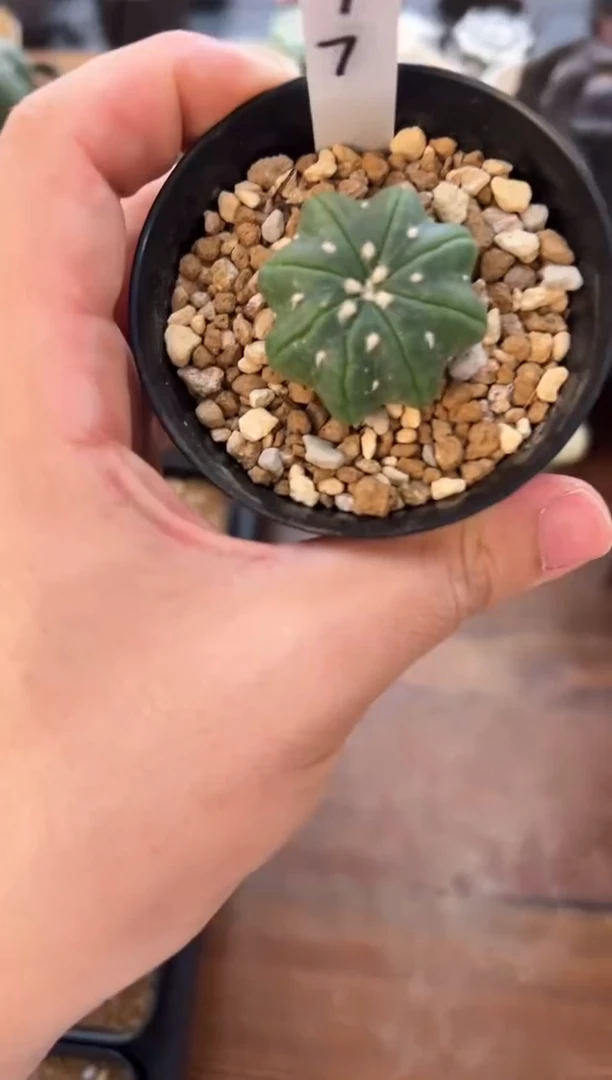 拉链指纹实生编码17