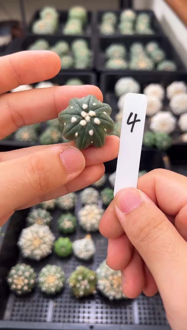 指纹海星不含盆土实生编码4