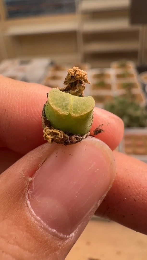 美丽的肉石头9-275