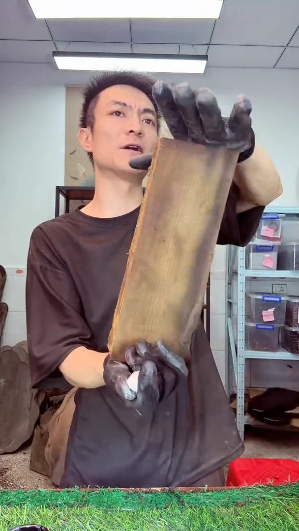 金丝楠小叶祯楠357