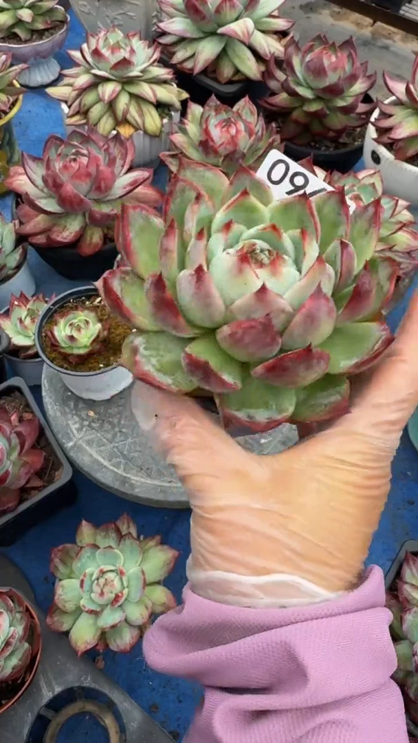 0967惊鸿仙子（裸根发货）