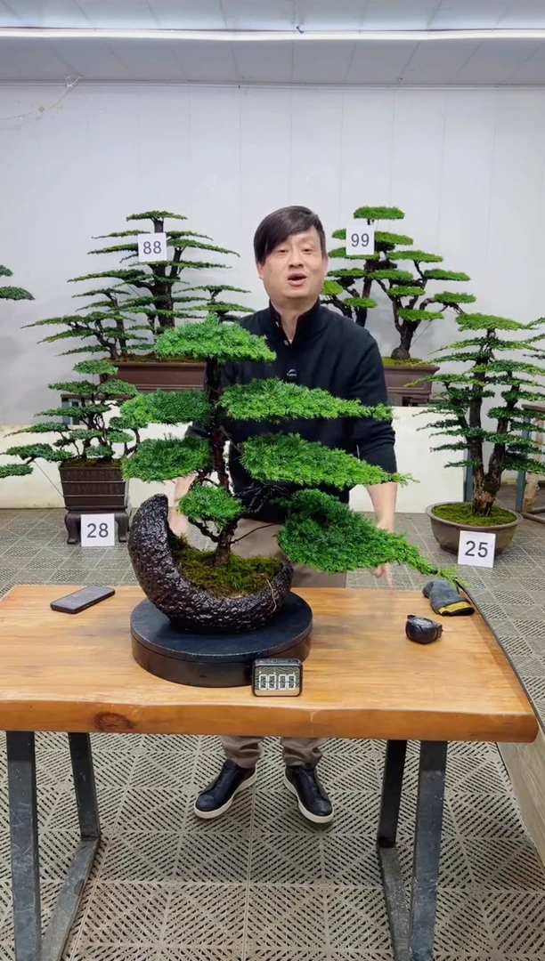 无花朵造型盆景一物一拍