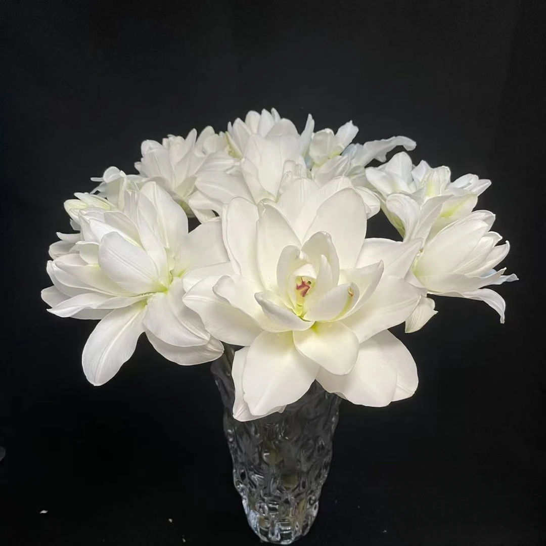 【雪莲花】A级重瓣百合‘云南 基地直发鲜切花
