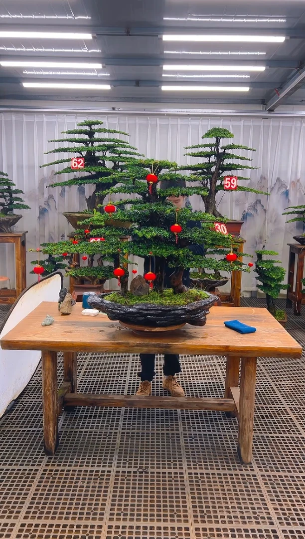 无花朵冻**哔精品盆景直播间一物一拍