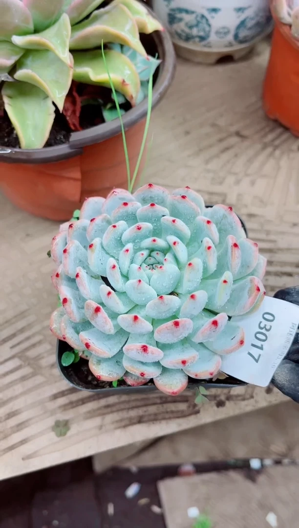 小*明03017多肉植物一物一拍