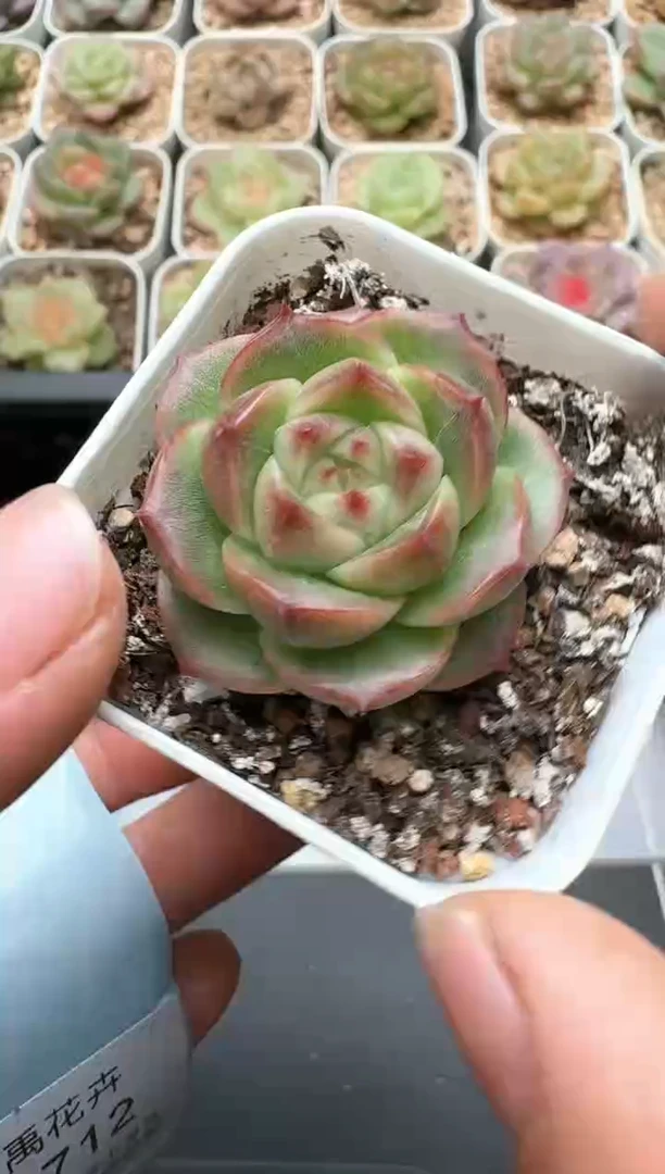 711C云禹多肉植物 带盆土纸巾打包 3颗包邮