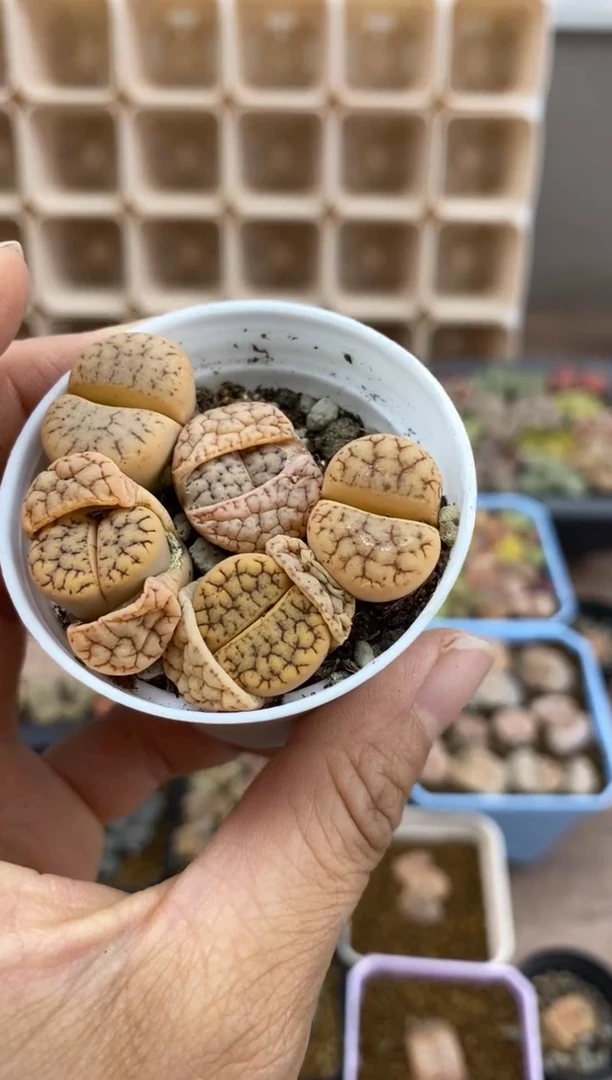 【闪购商品】8354直播一物一拍