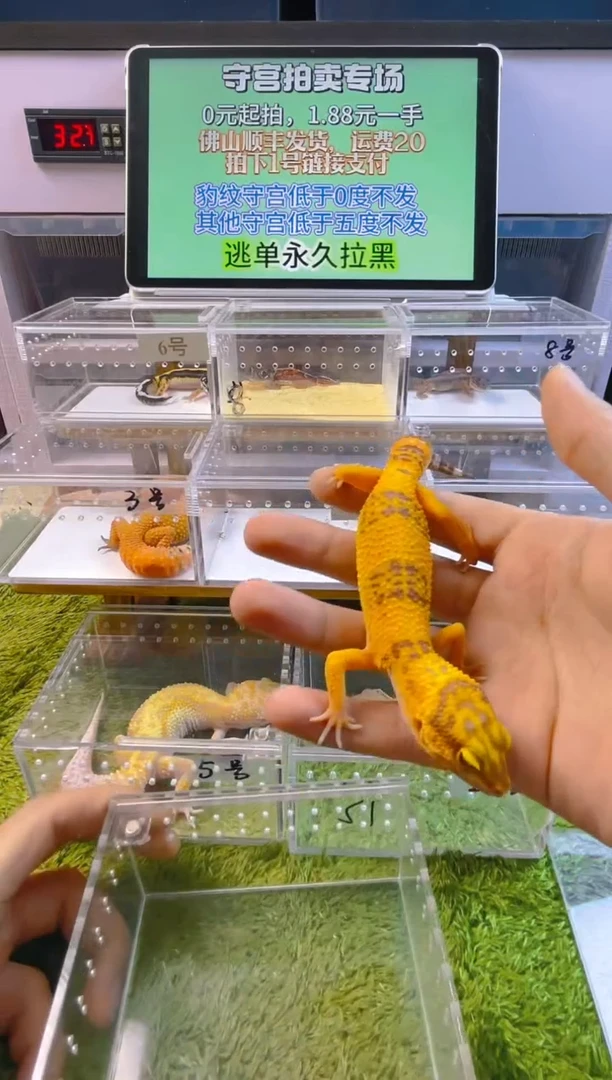 豹纹守宫豹纹肥尾瘤尾苗子亚成成体