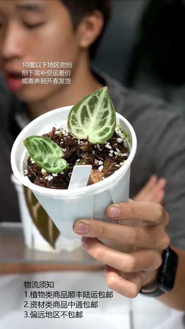 完全开放液态银*K红