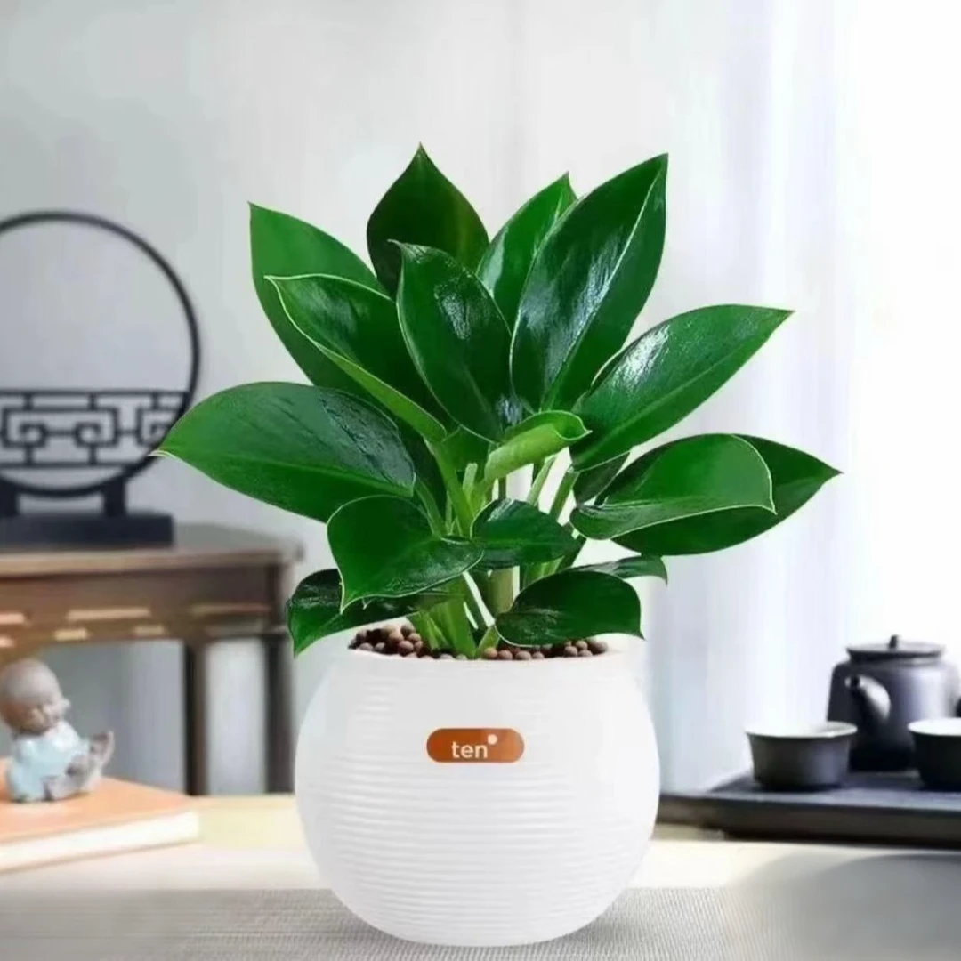 【带吸水盆】金钻盆栽室内绿植水培土培四季常青吸甲醛好养植物