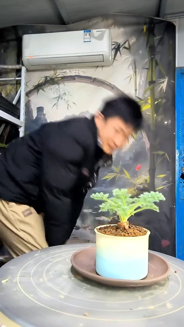 杏**片中青园艺一物一拍花256