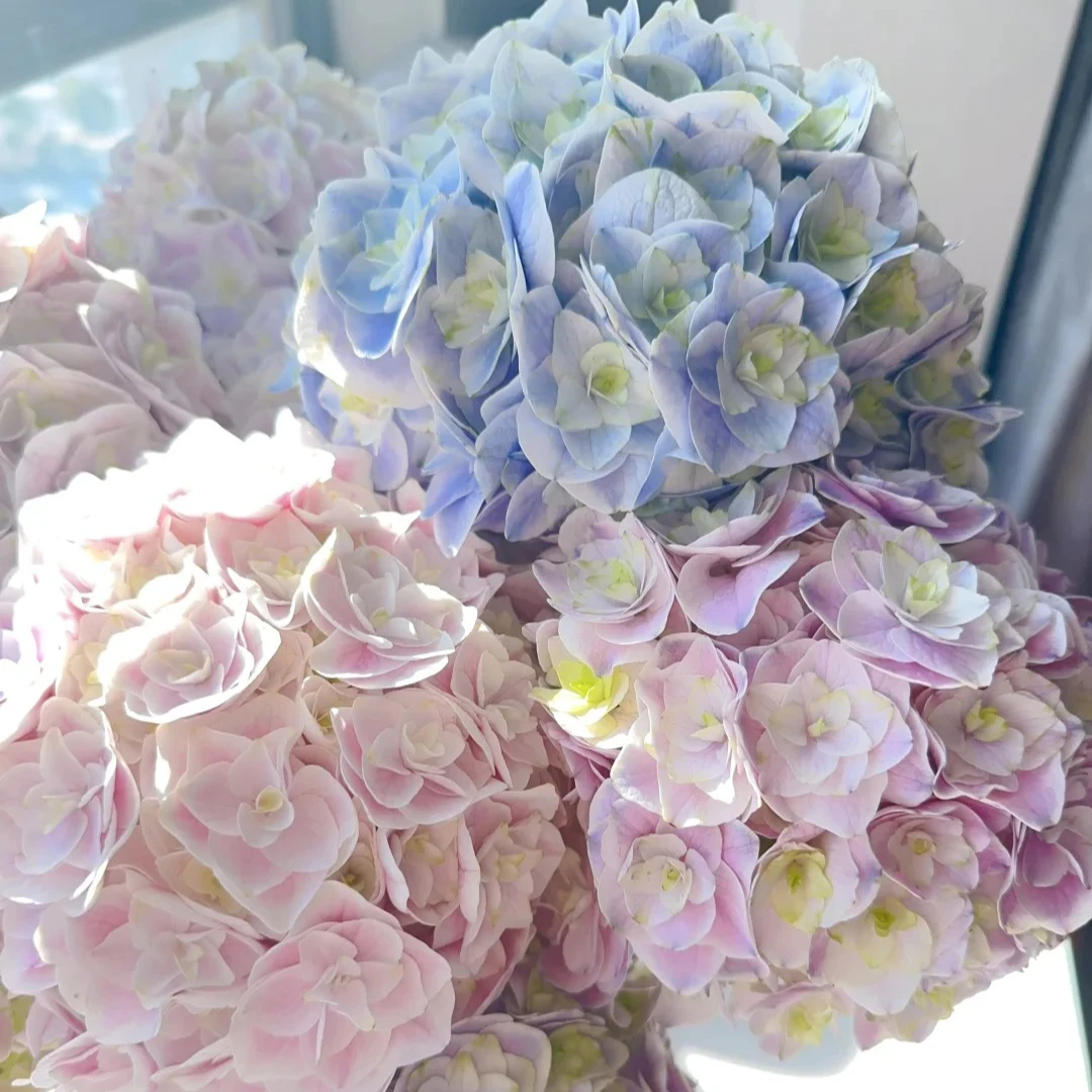 惊喜绣球鲜切花龙元缤纷育种基地直发顺丰