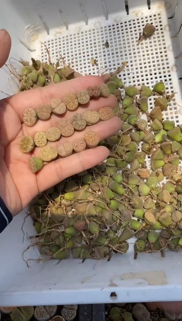 5924直播一物一拍