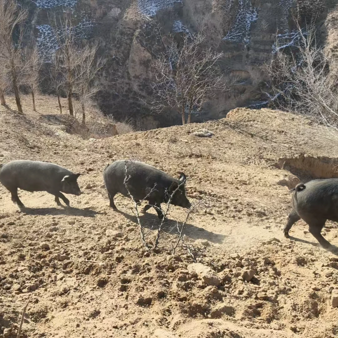 （顺丰包邮）陕北山沟纯粮食放养黑猪（排骨）