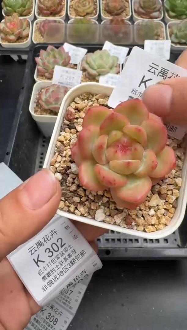 300K云禹多肉植物 带盆土纸巾打包 当天拍3颗包邮