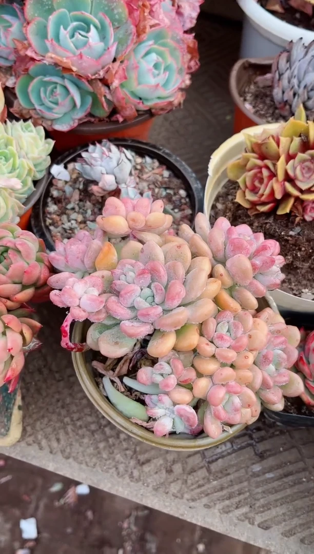 【闪购商品】09132