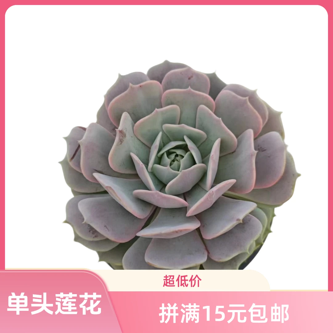 单头露娜莲满15元包邮星花怒放 阳台露台办公室绿植植物