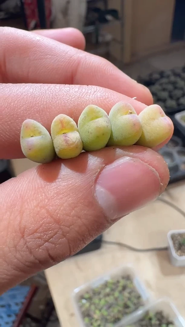 17-339多肉植物肉锥杂交一颗