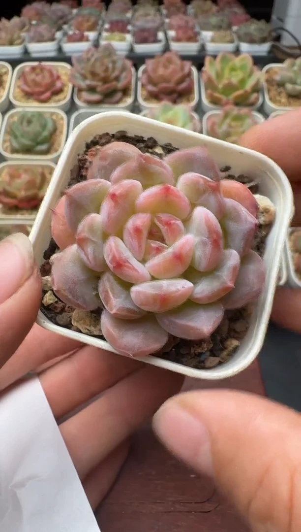 149N带盆土发(5.5cm杯） 当场拍3颗以上包柚 多肉植物