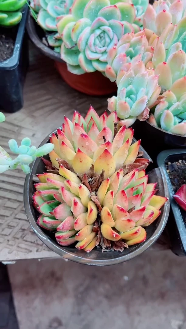 真*04002多肉植物一物一拍