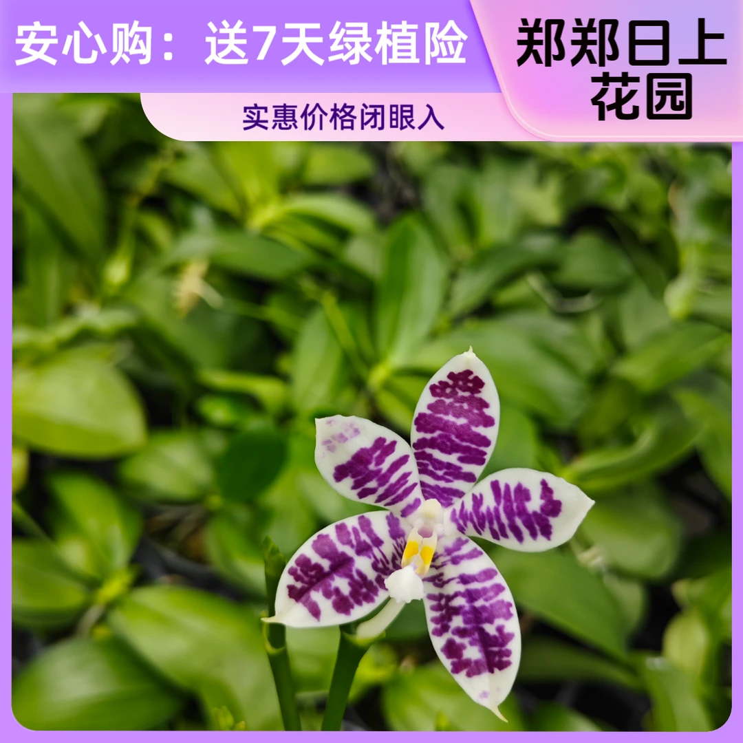 柳林系列   2.5寸（少根 叶损）