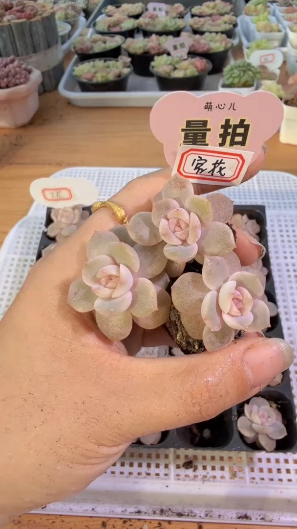 宫花单双混 3颗量拍混发 满9.9包邮