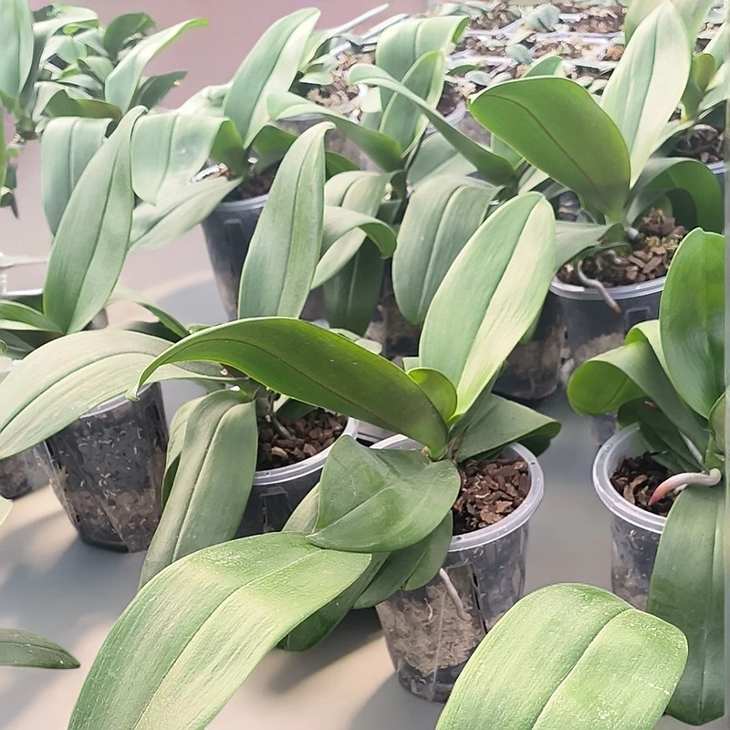 蝴蝶兰大杯5.0杯品种随机