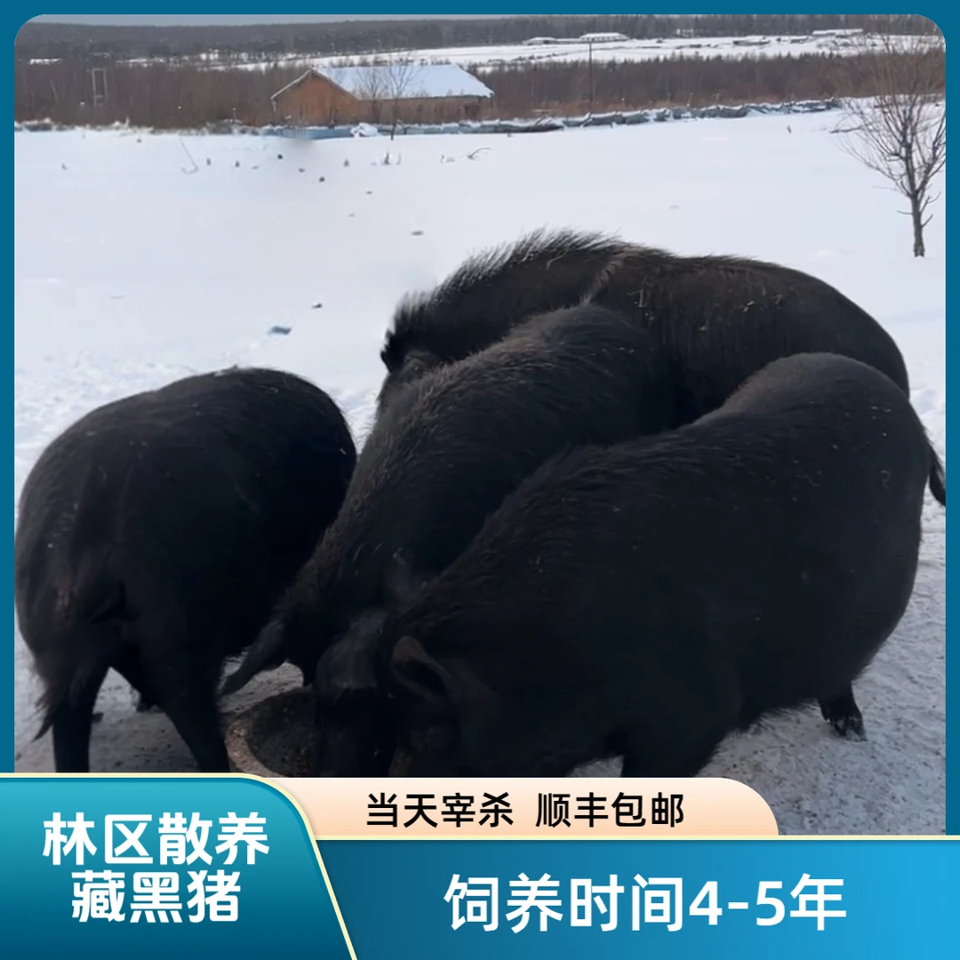 N伊春林区饲养藏黑猪 当天宰杀【现场称重】非直播期间勿拍！