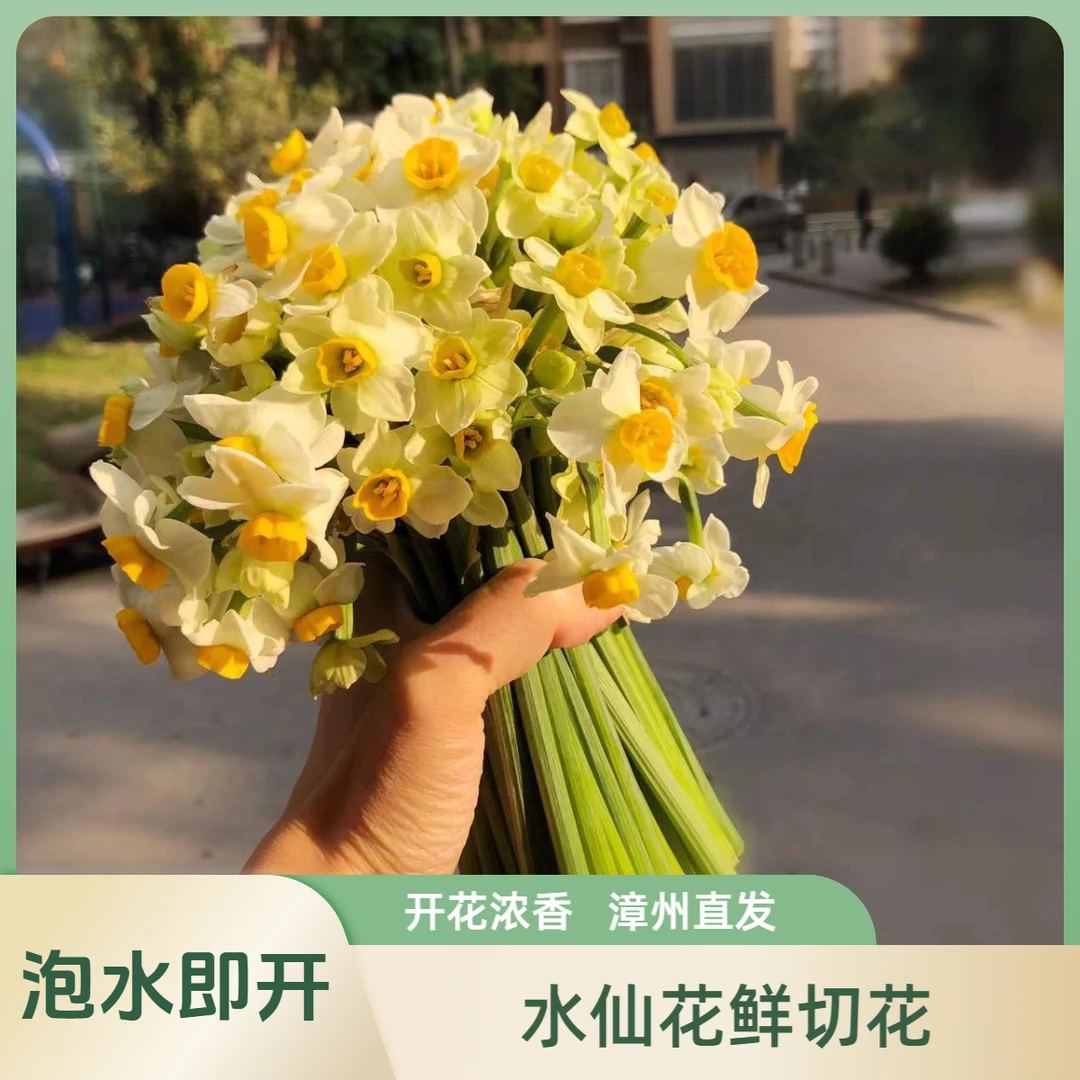漳州水仙花鲜切花花枝浓香水培泡水即开水仙花福建漳州