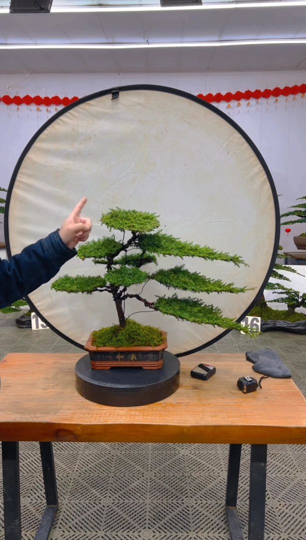 【闪购商品】盆景盆景