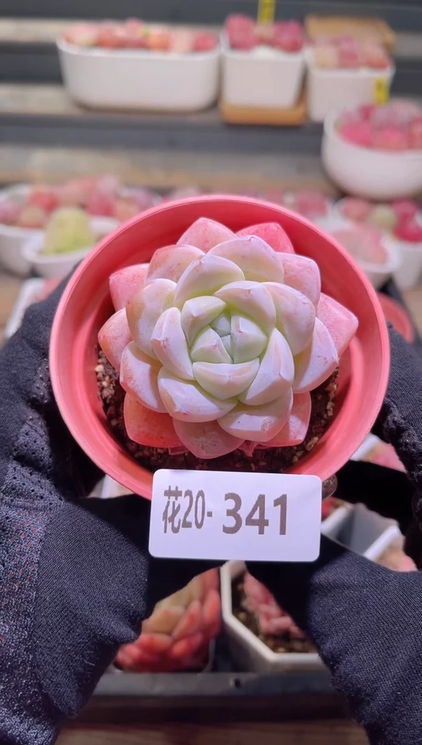 【闪购商品】20-341冰玉