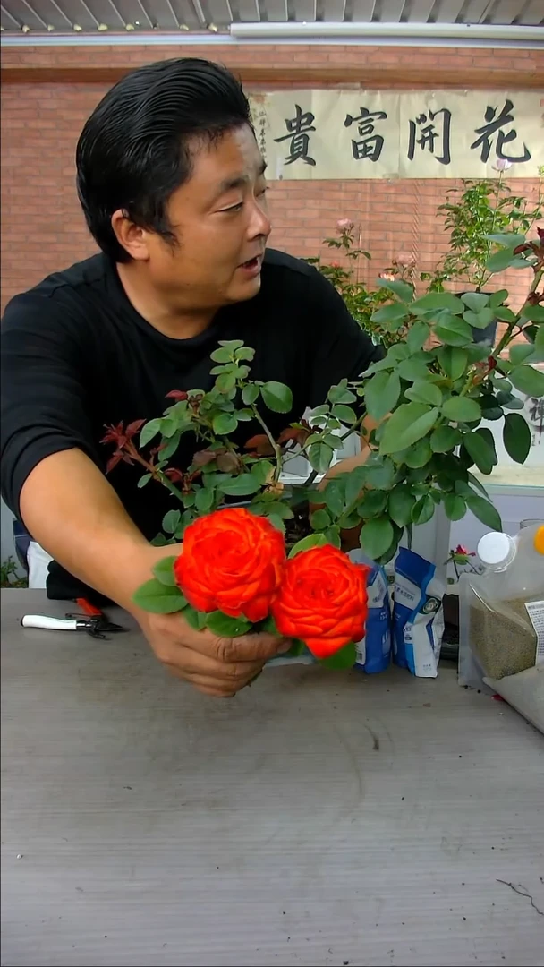 当前无花朵，栽培后可花朵瑞德