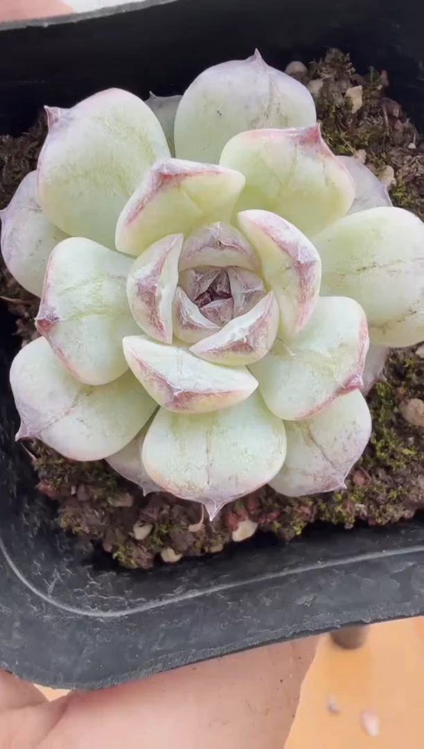 东云多肉园新款-167