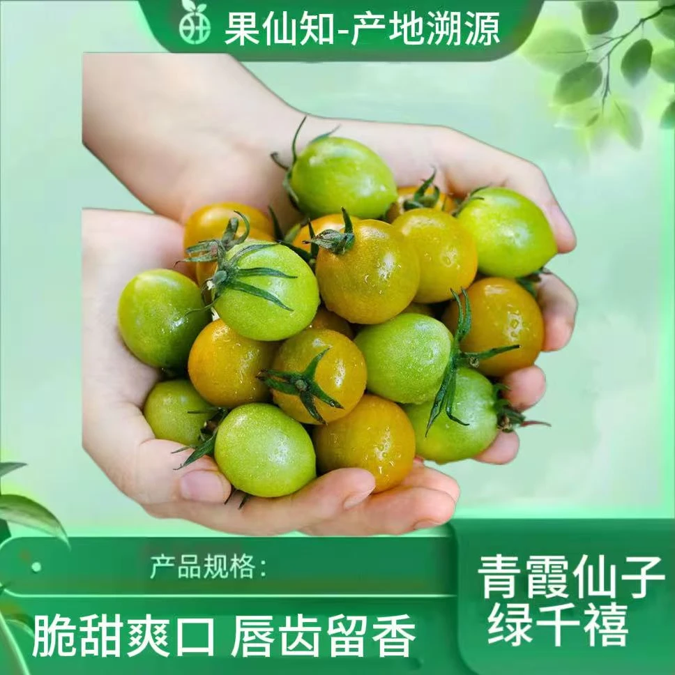 【青霞仙子绿千禧-净重/2.5斤左右】广东省