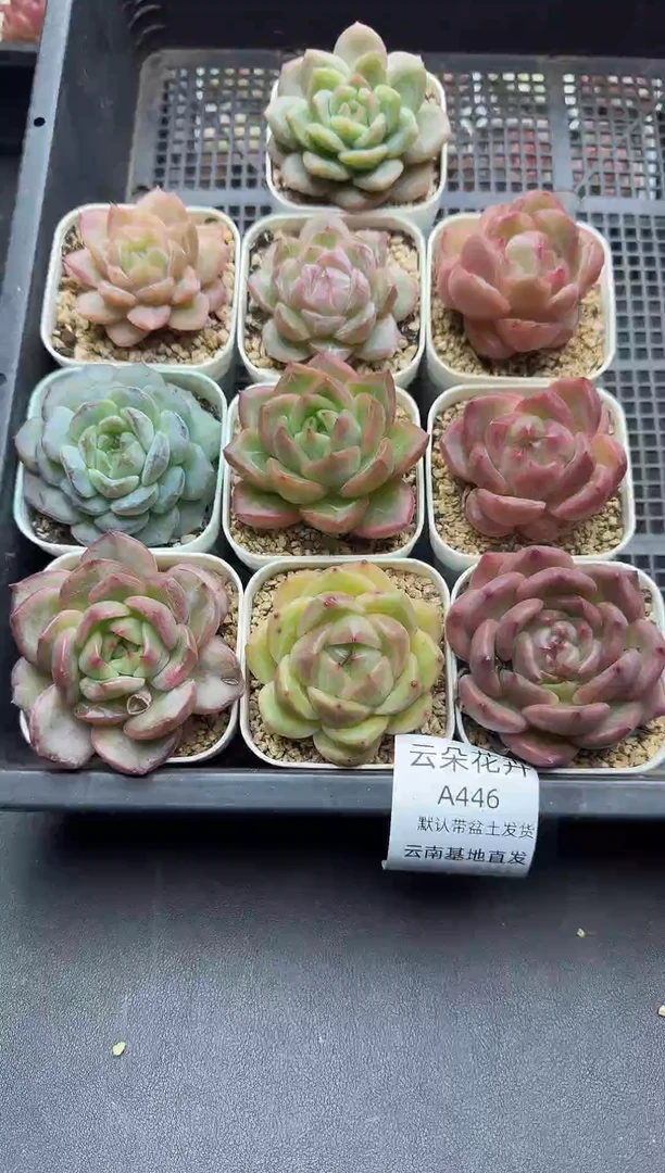 珍妮杂交多肉A446