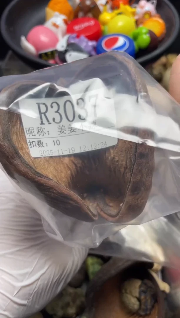 姜**辣陌派帝国寄居蟹