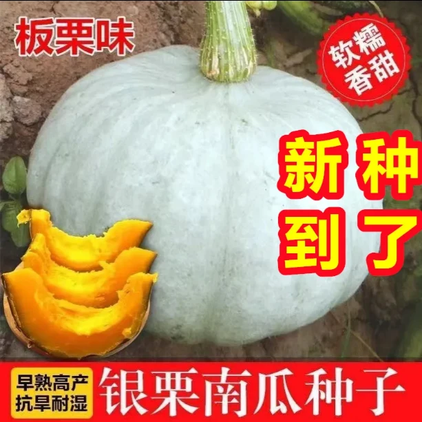 【银栗南瓜】种子甜糯板栗味新疆贵族灰皮贝贝四季播种籽蔬菜种子