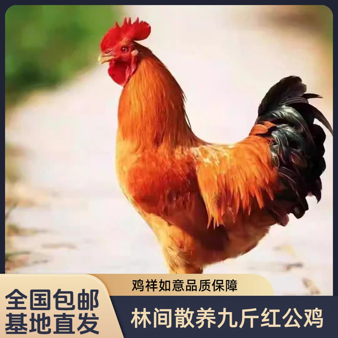 4只装散养九斤红土公鸡单只四斤左右整鸡发货肉质鲜美坏了包赔