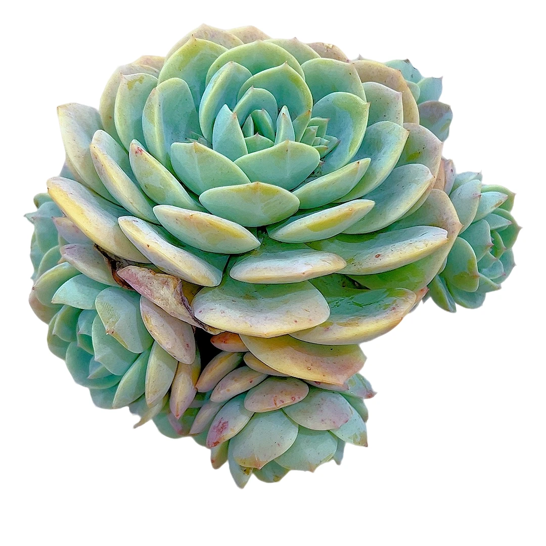 【恋曲】【满9.9包邮】星花怒放阳台露天办公多肉植物在栽种养护