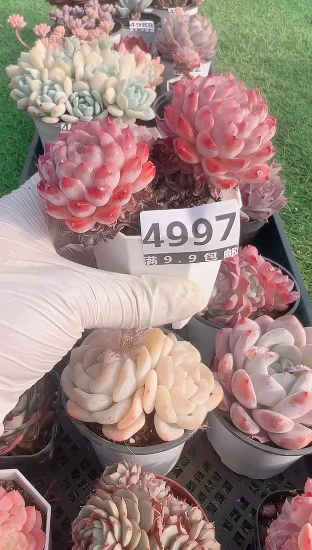 【闪购商品】信福多肉一物一拍