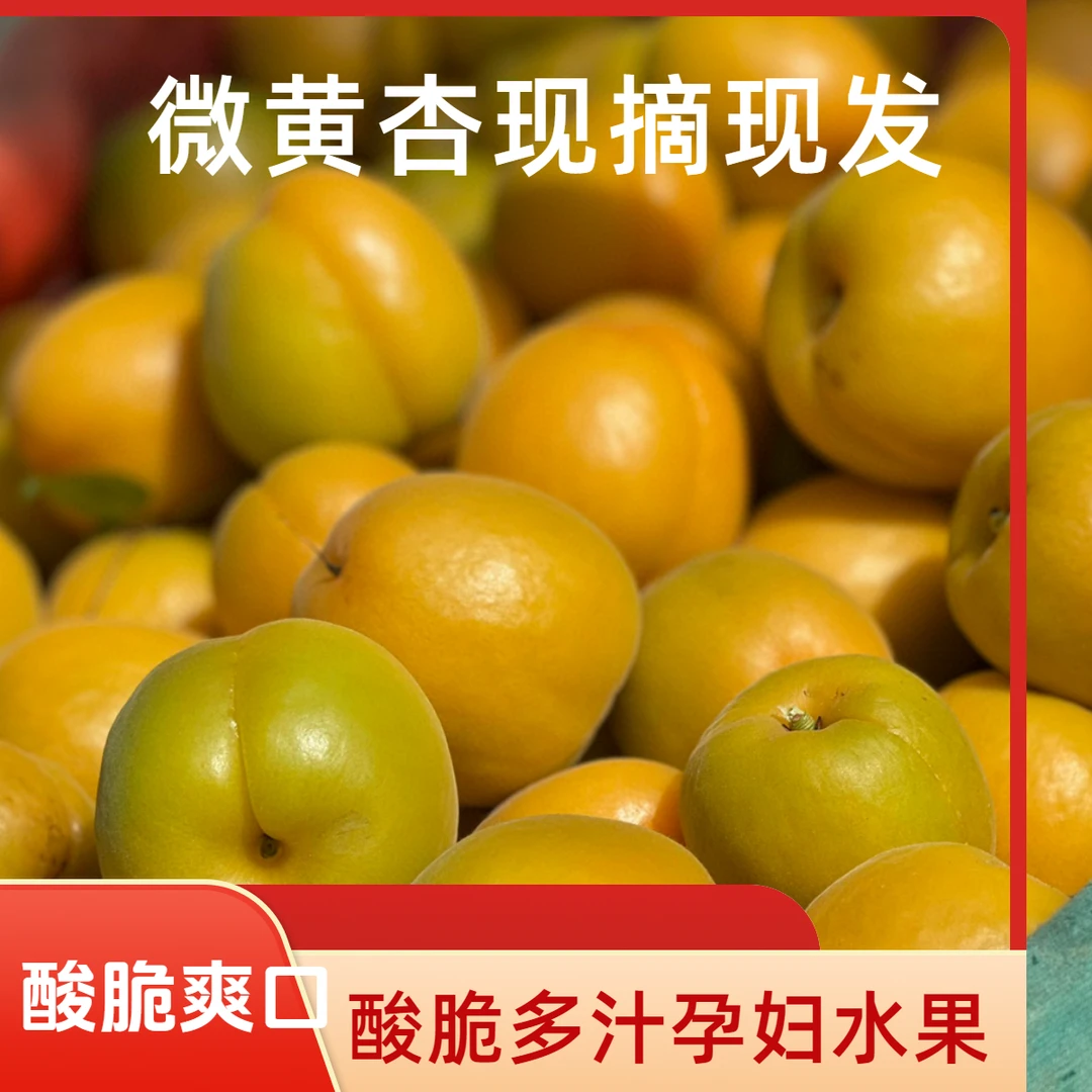 头茬微黄杏半青半黄杏孕妇水果现摘现发酸脆爽口
