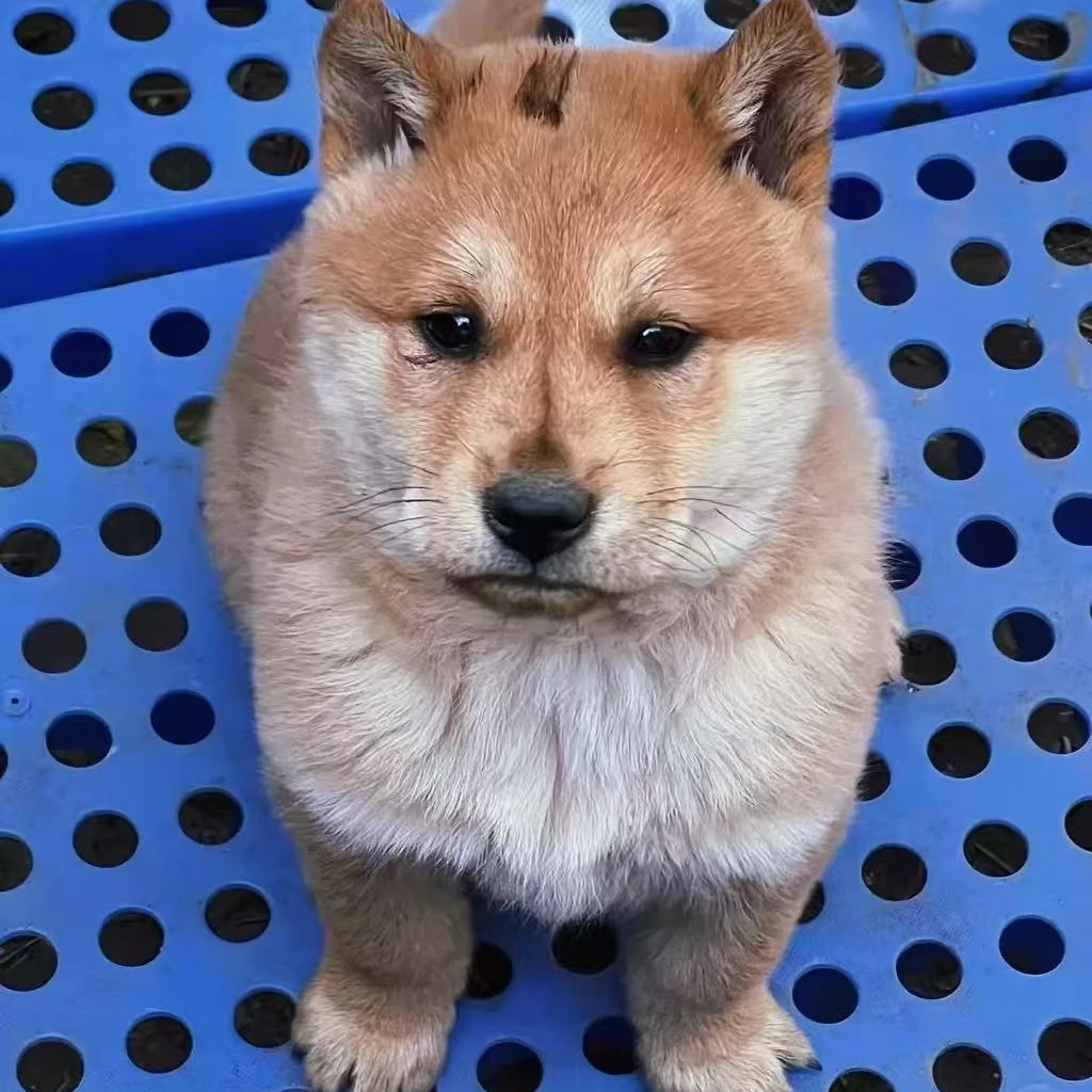 【龙】广西田园犬狗狗活体链接