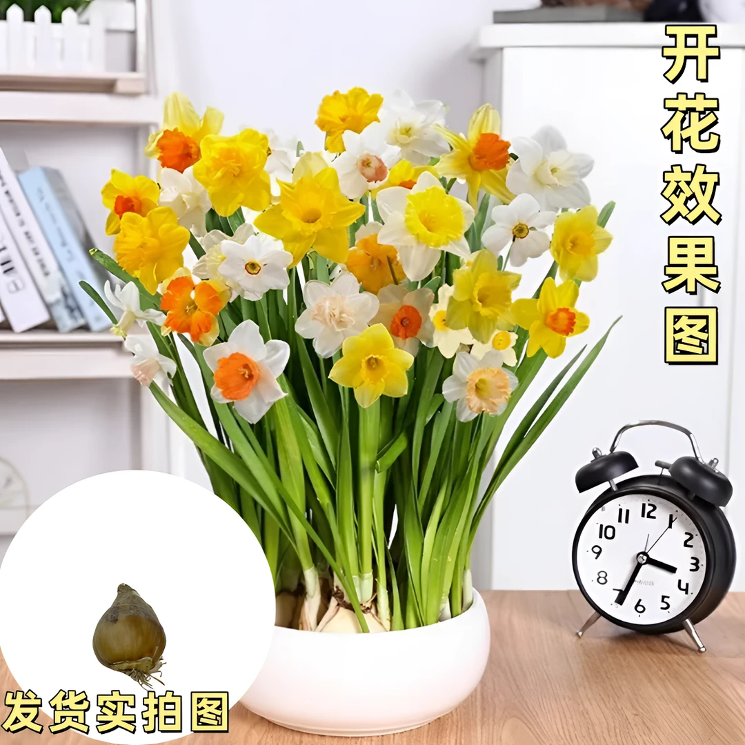 水仙花种球水养花卉种球四季开花室内外客厅冬季水培植物