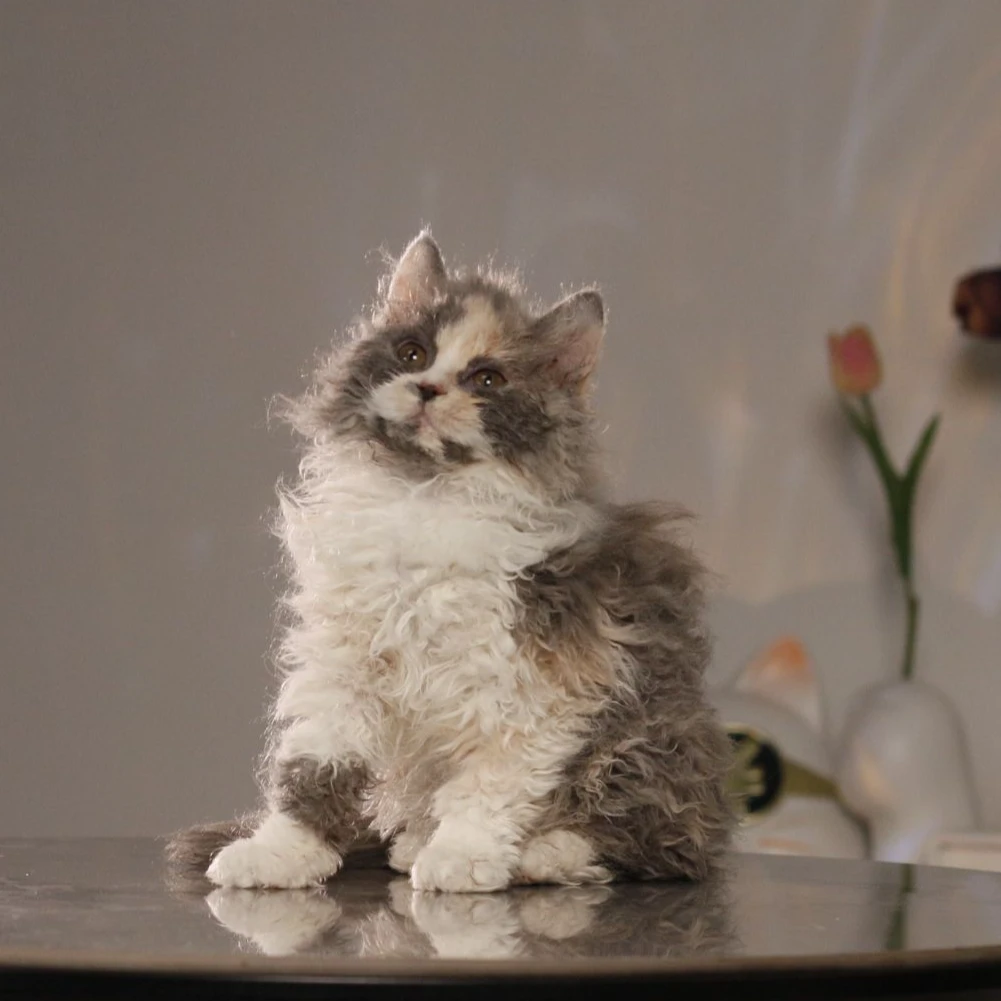 赛尔凯克卷毛猫活体猫咪三花妹妹