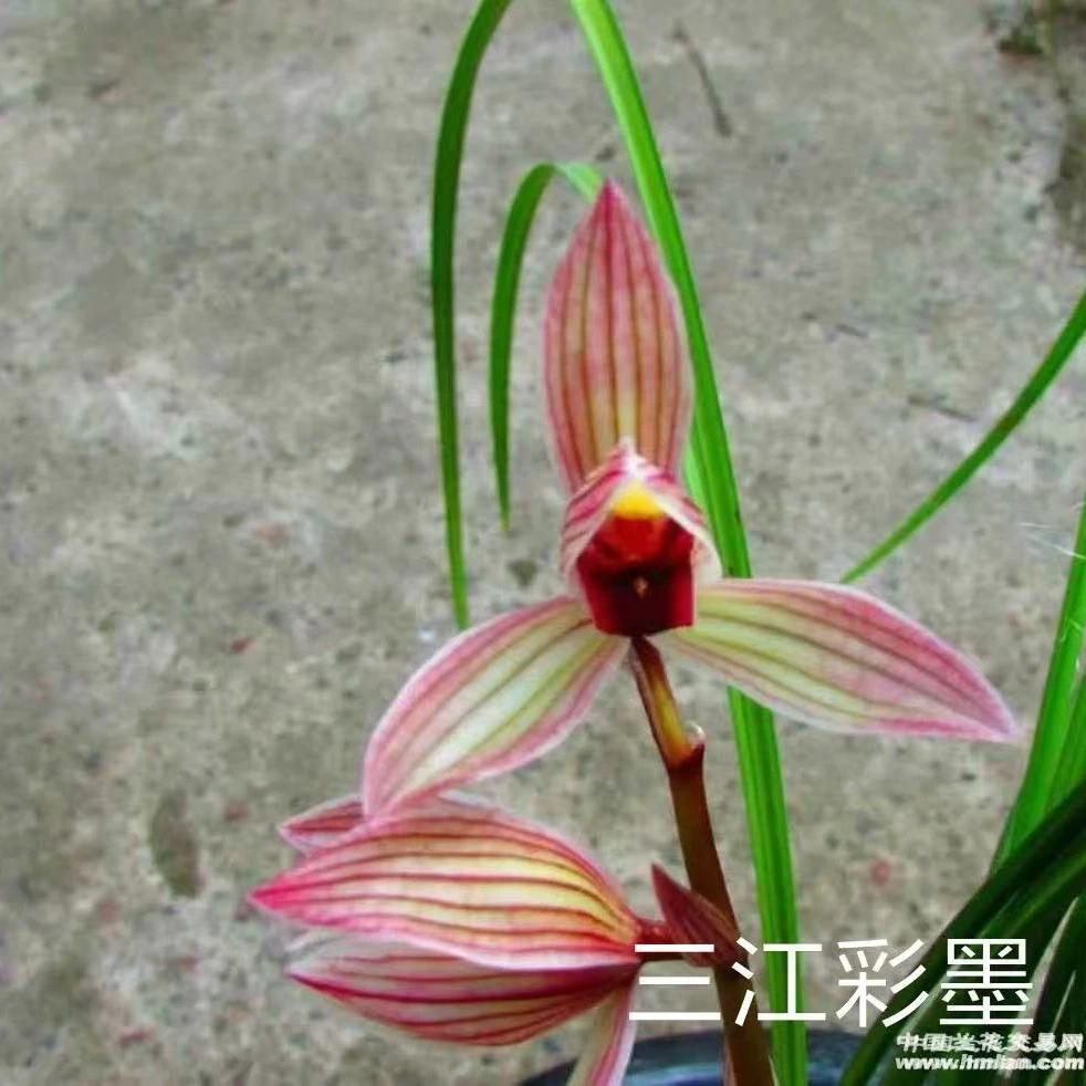 莲瓣兰【三江彩墨】花期12-3月份